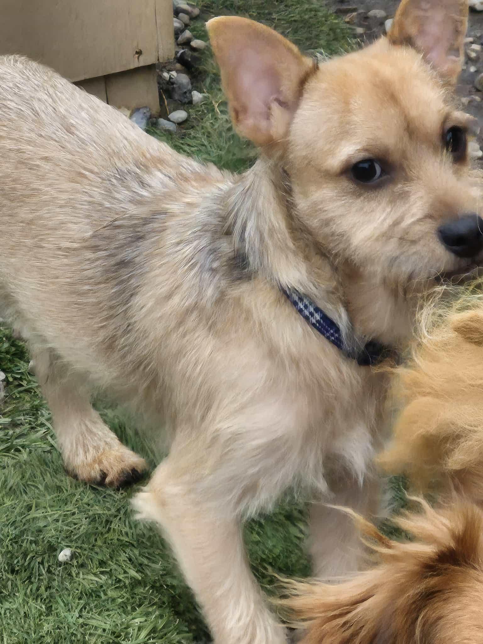 Remi, ADOPTABLE, Puppy Male Yorkshire Terrier & Chihuahua.