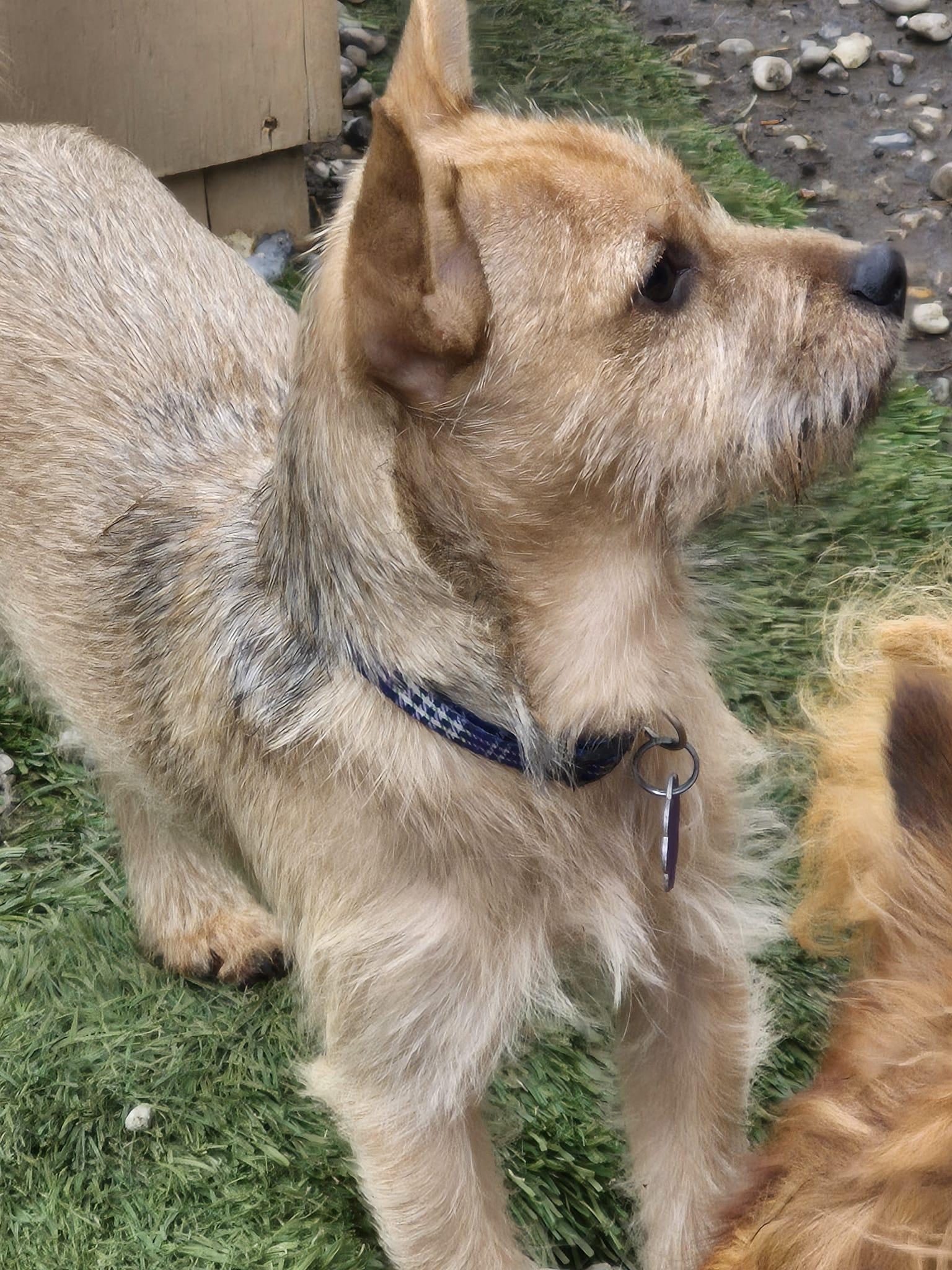 Enlarge Remi, a ADOPTABLE mixed breed in Chatham, ON image 2/3