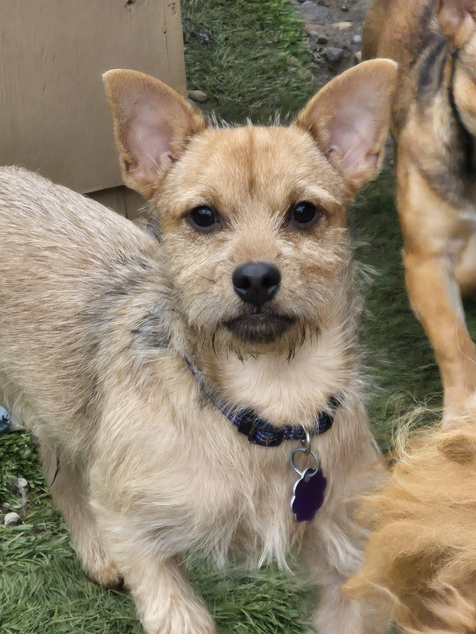 Enlarge Remi, a ADOPTABLE mixed breed in Chatham, ON image 3/3