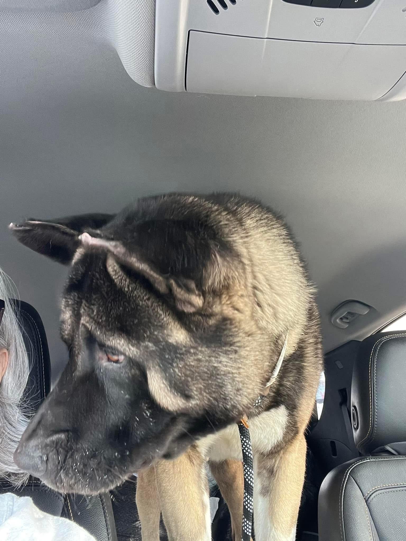 Frankie, a Adoptable Akita in Madison, WI image 4/5