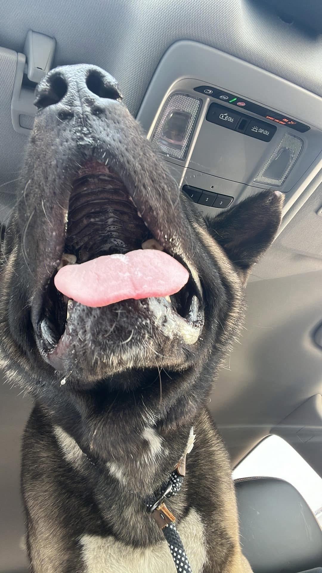 Frankie, Adoptable, Adult Male Akita.