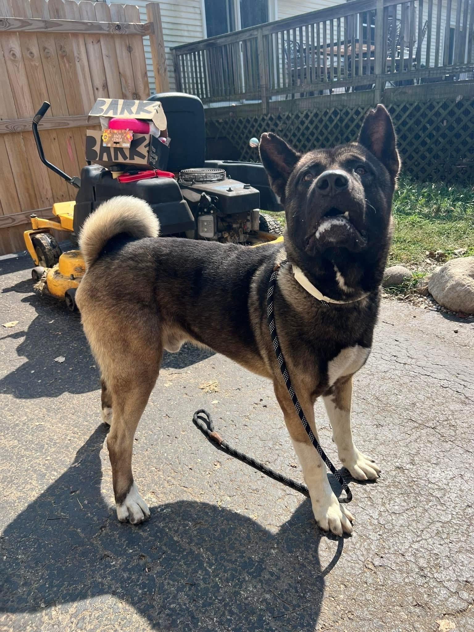 Frankie, a Adoptable Akita in Madison, WI image 1/5