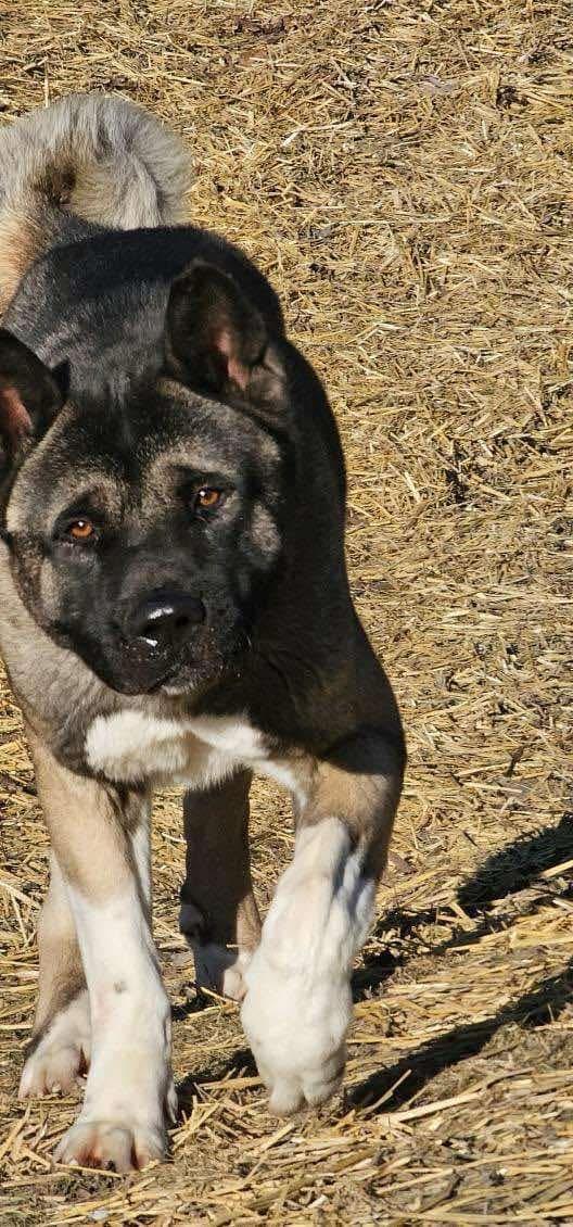 Frankie, a Adoptable Akita in Madison, WI image 3/5