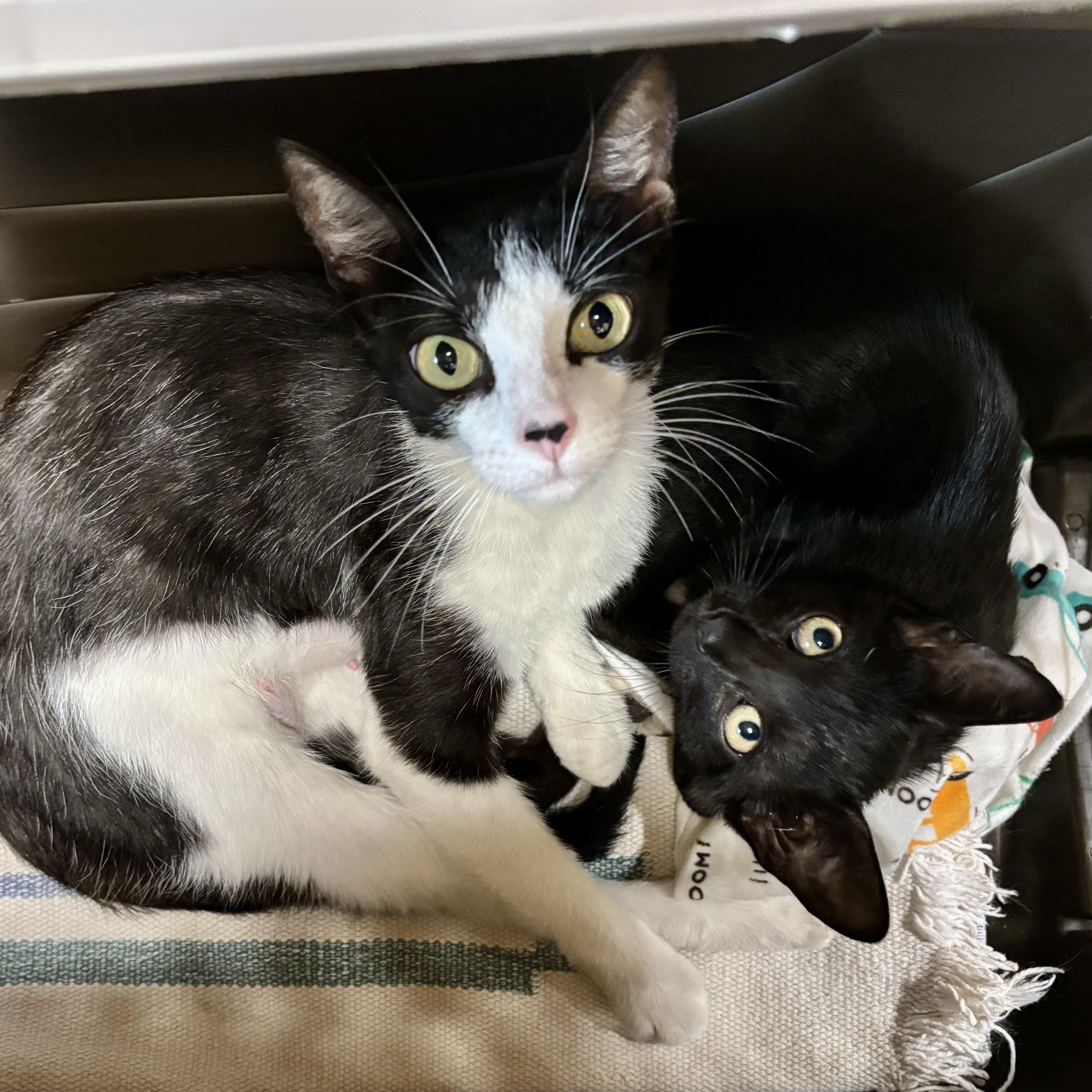 Fifa, a ADOPTABLE Domestic Short Hair in Murphysboro, IL image 6/6