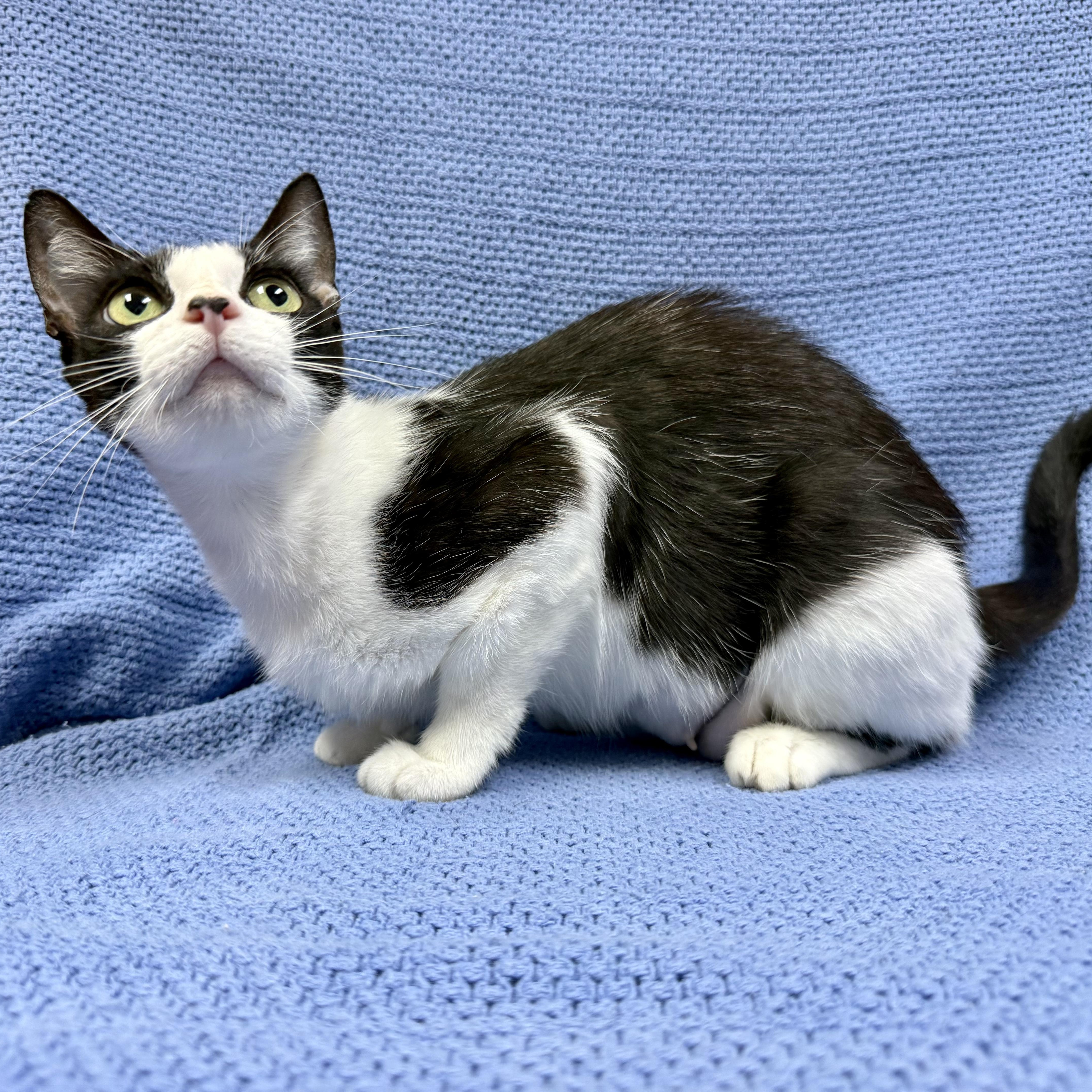 Fifa, a ADOPTABLE Domestic Short Hair in Murphysboro, IL image 4/6