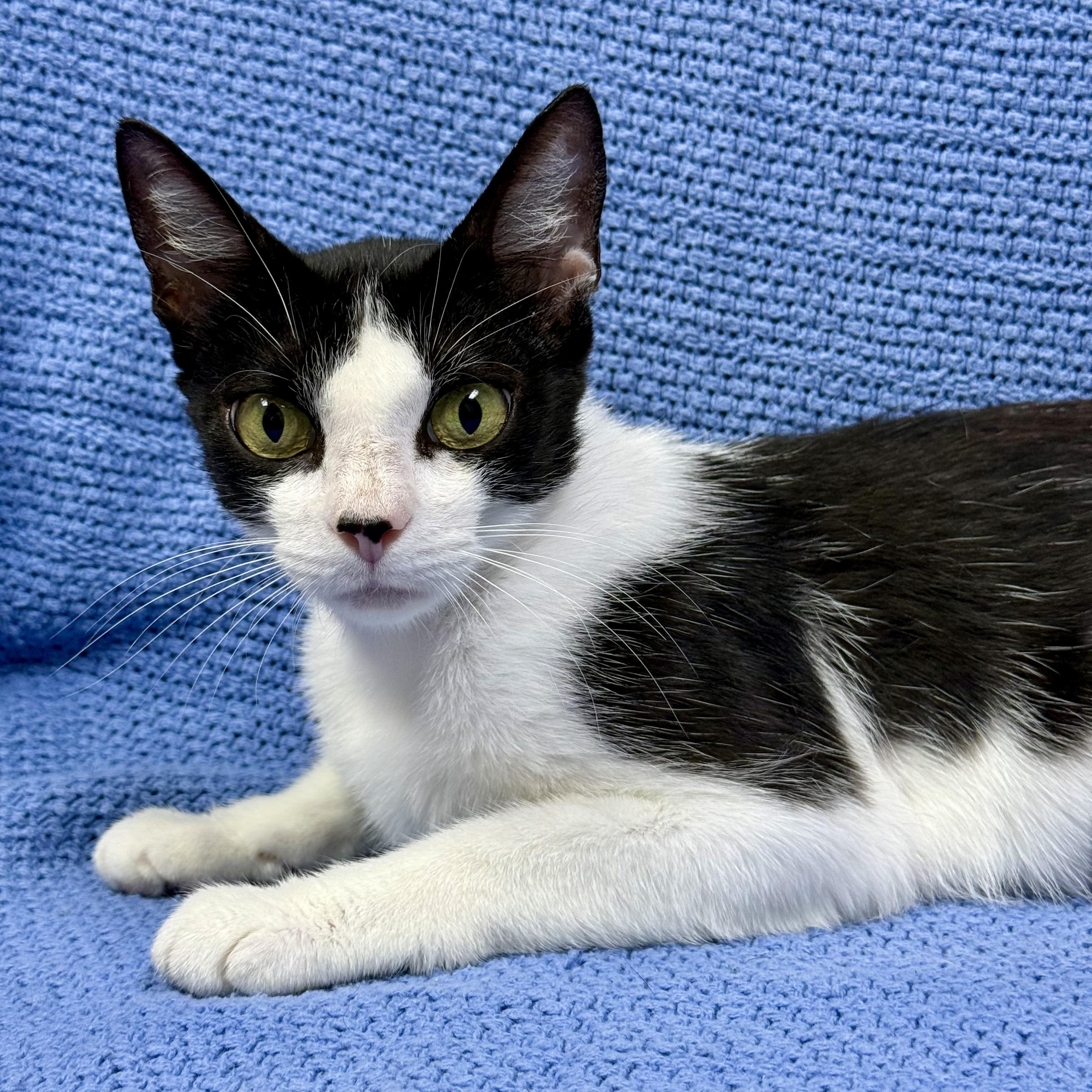 Fifa, a ADOPTABLE Domestic Short Hair in Murphysboro, IL image 2/6