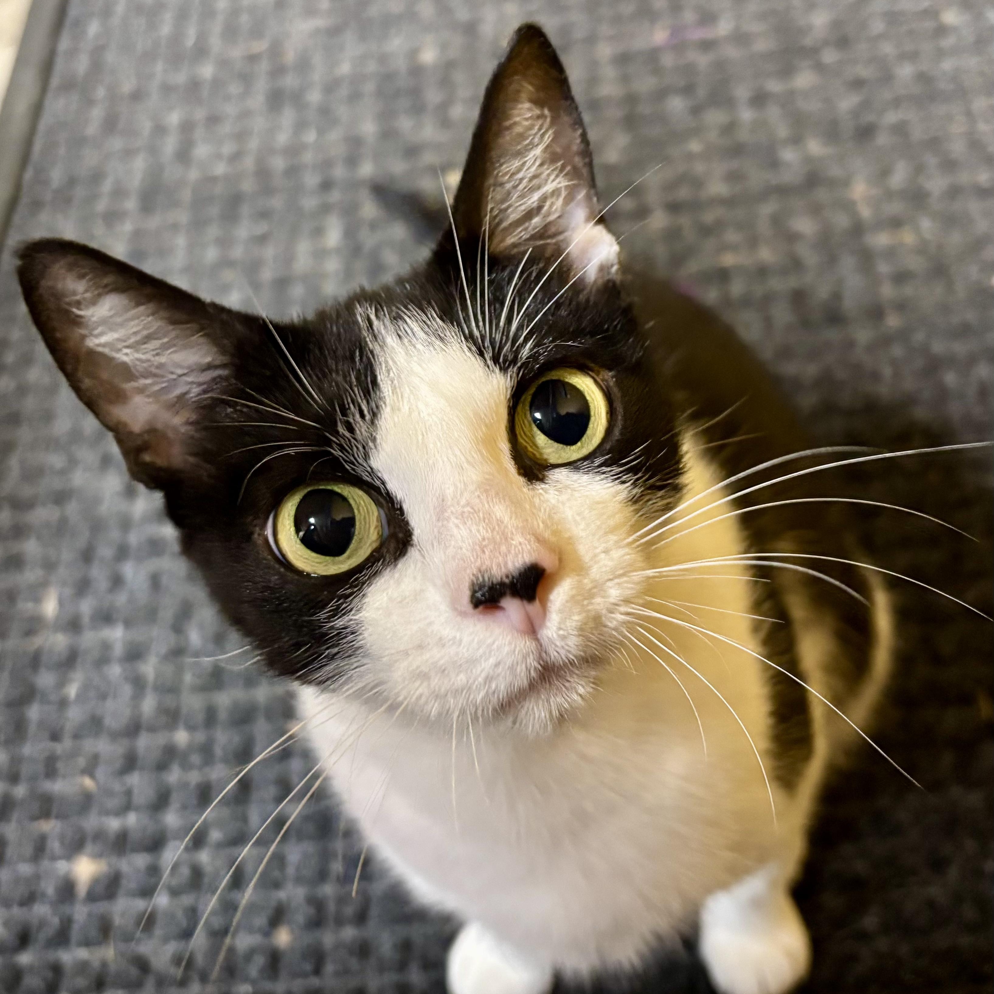 Fifa, ADOPTABLE, Young Female Domestic Short Hair.