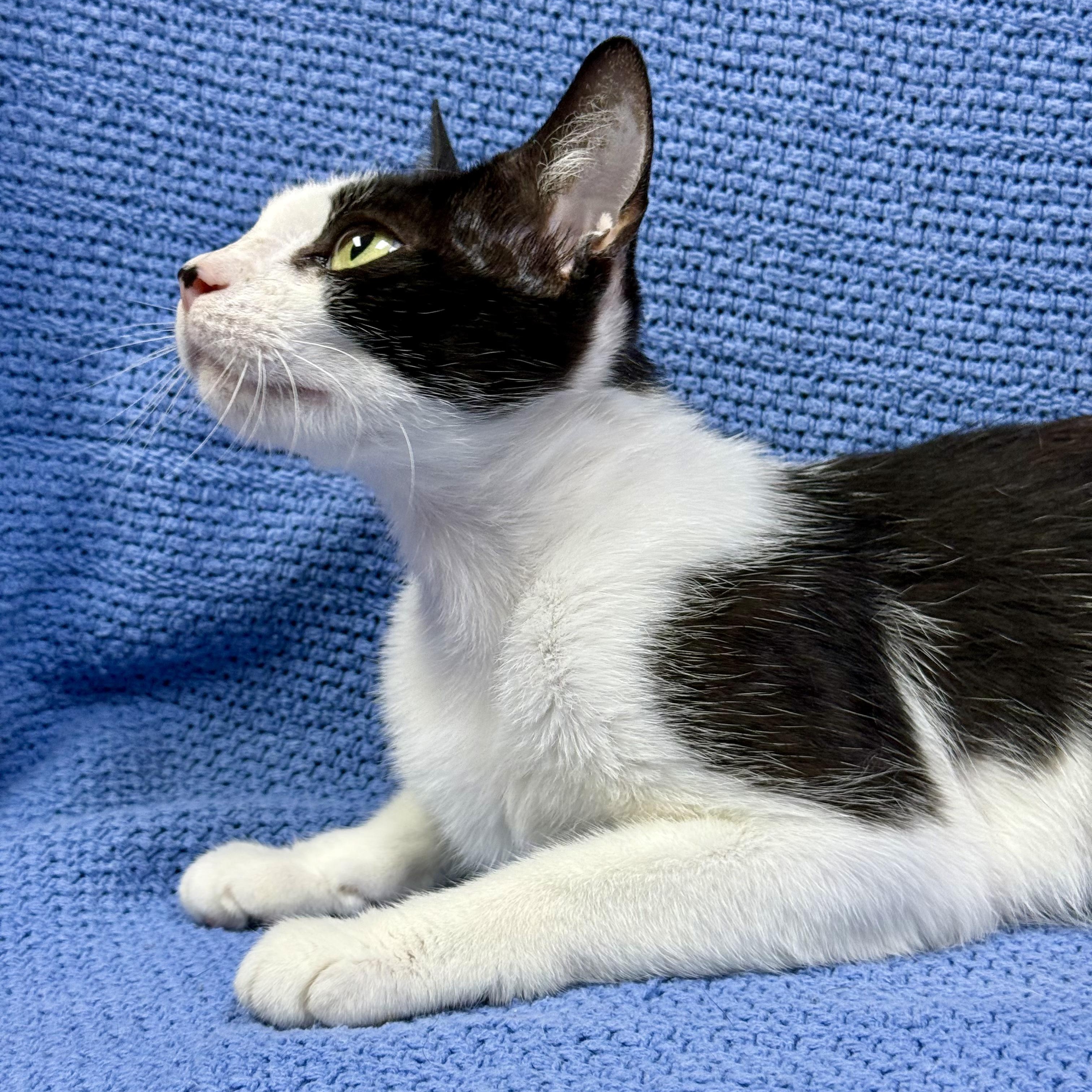 Fifa, a ADOPTABLE Domestic Short Hair in Murphysboro, IL image 5/6