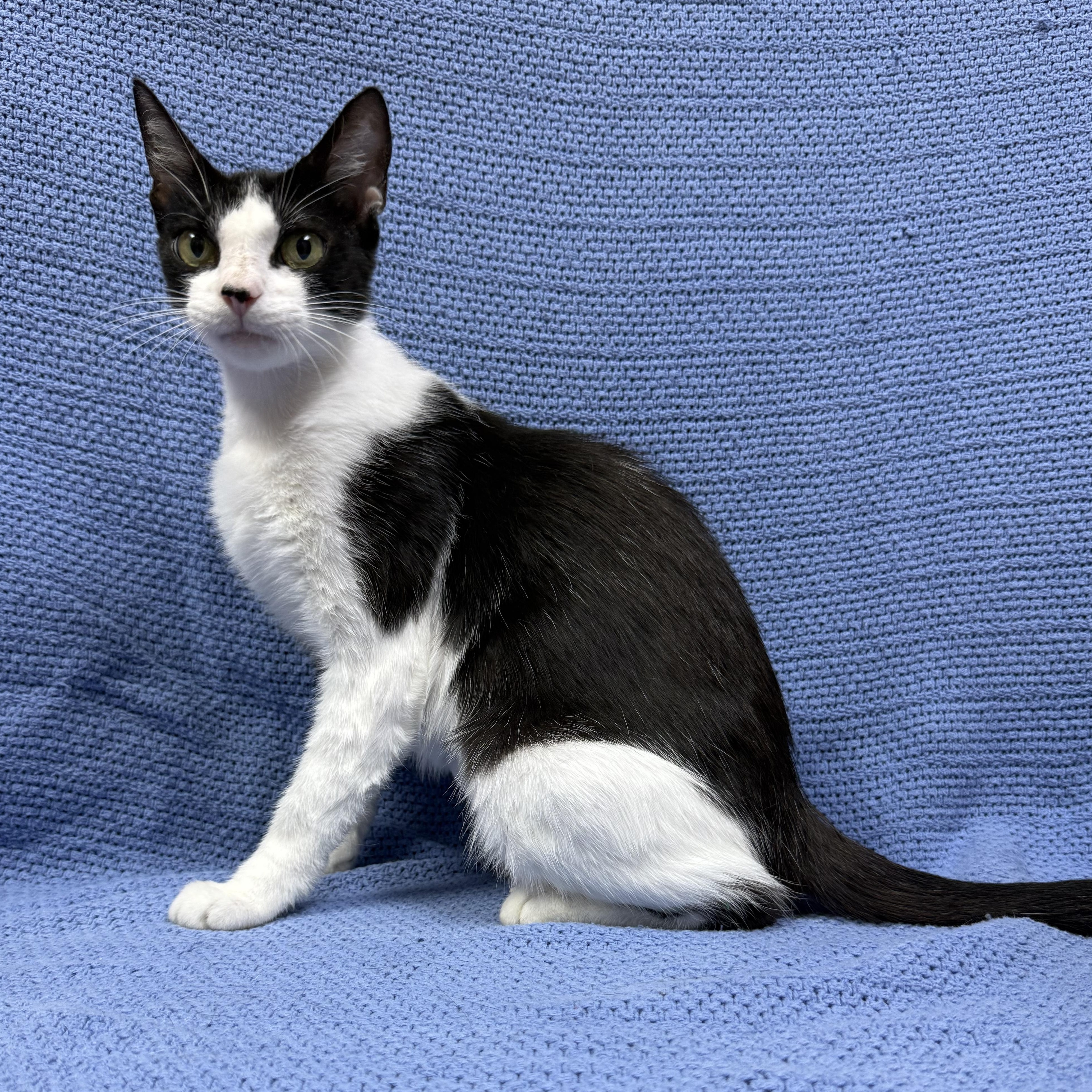 Fifa, a ADOPTABLE Domestic Short Hair in Murphysboro, IL image 3/6