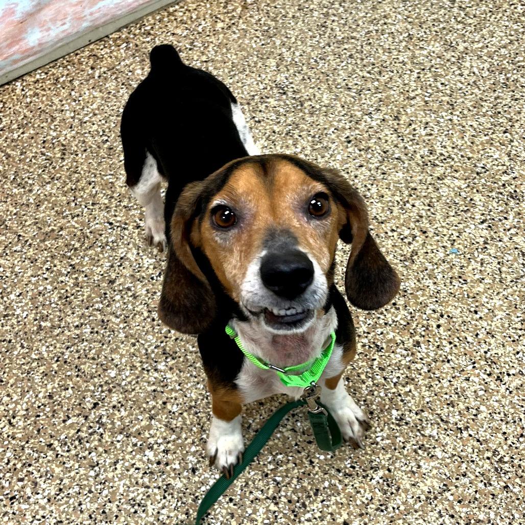 Enlarge Ranger, a Adoptable Beagle in Cheyenne, WY image 1/2