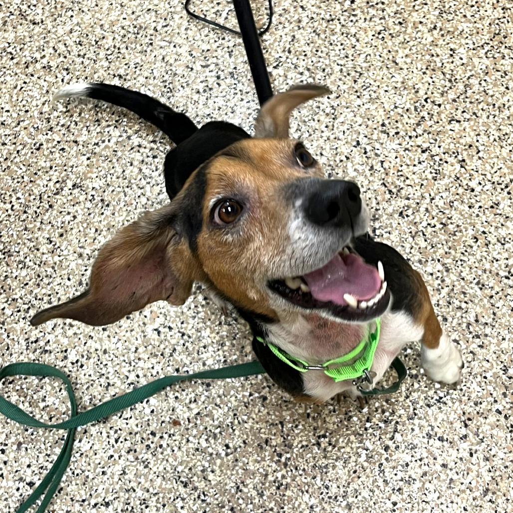 Enlarge Ranger, a Adoptable Beagle in Cheyenne, WY image 2/2