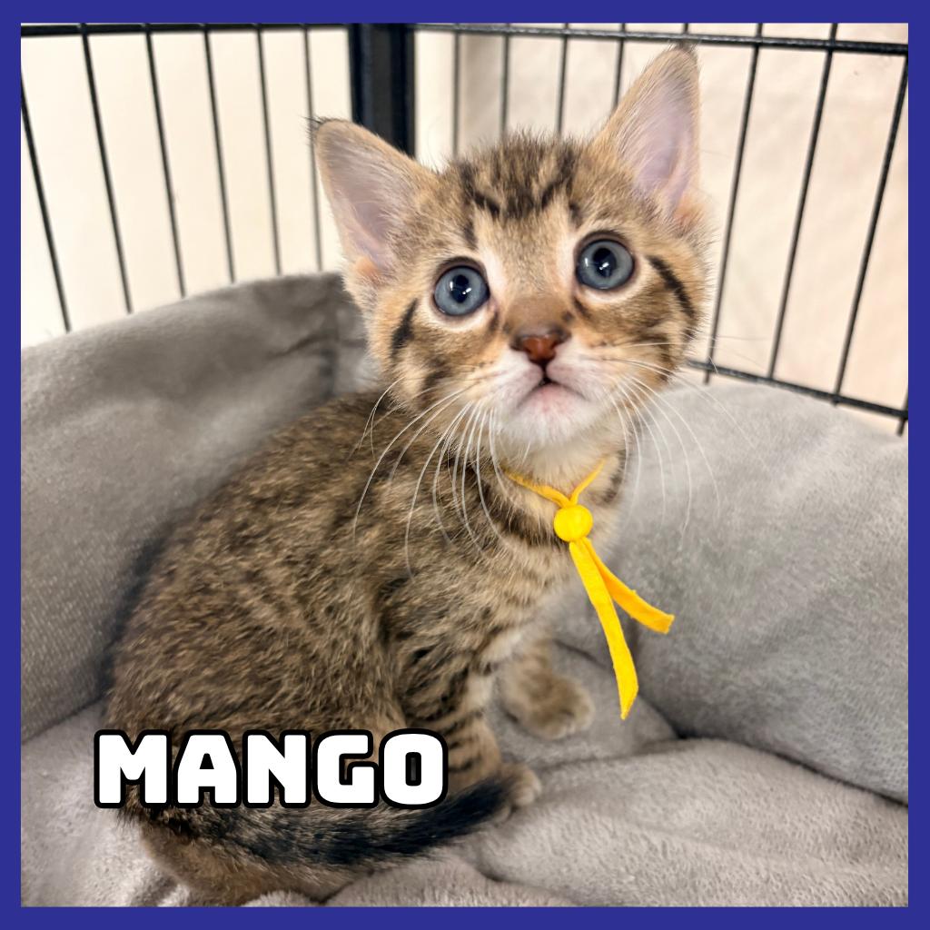 Enlarge Mango, a Adoptable Domestic Short Hair in Glenwood, MN image 1/2