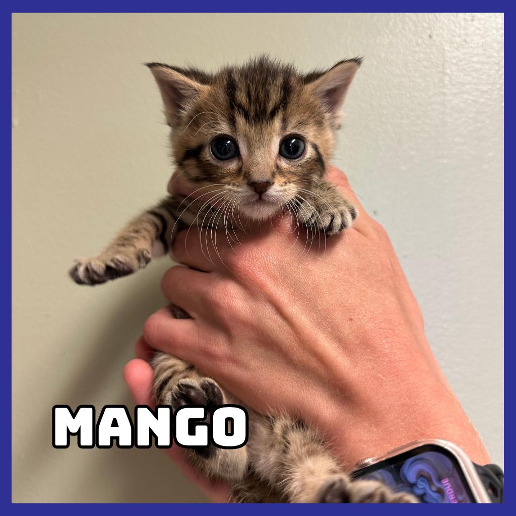 Enlarge Mango, a Adoptable Domestic Short Hair in Glenwood, MN image 2/2