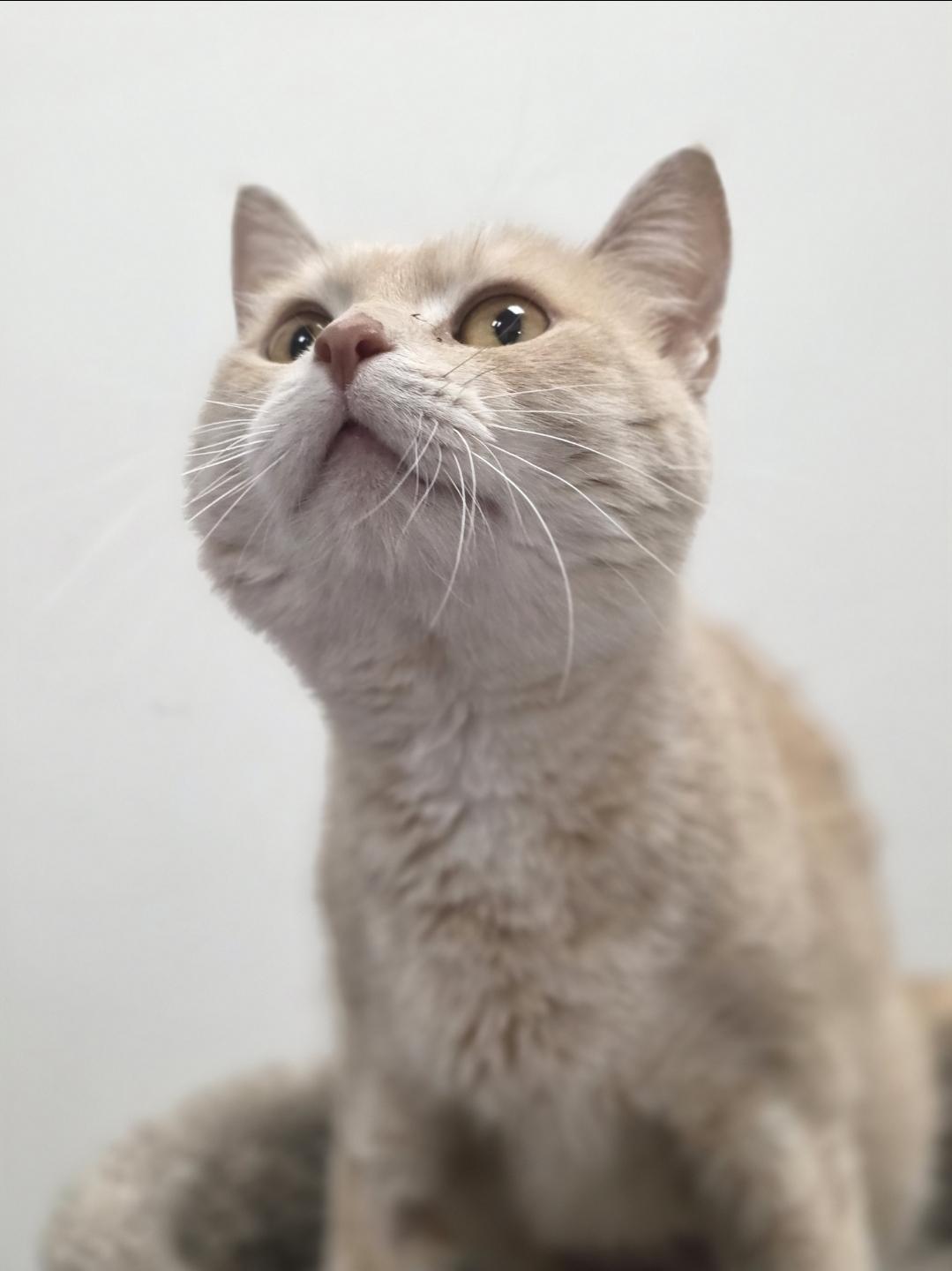 Enlarge Clementine, a Adoptable mixed breed in Cottage Grove, MN image 3/5