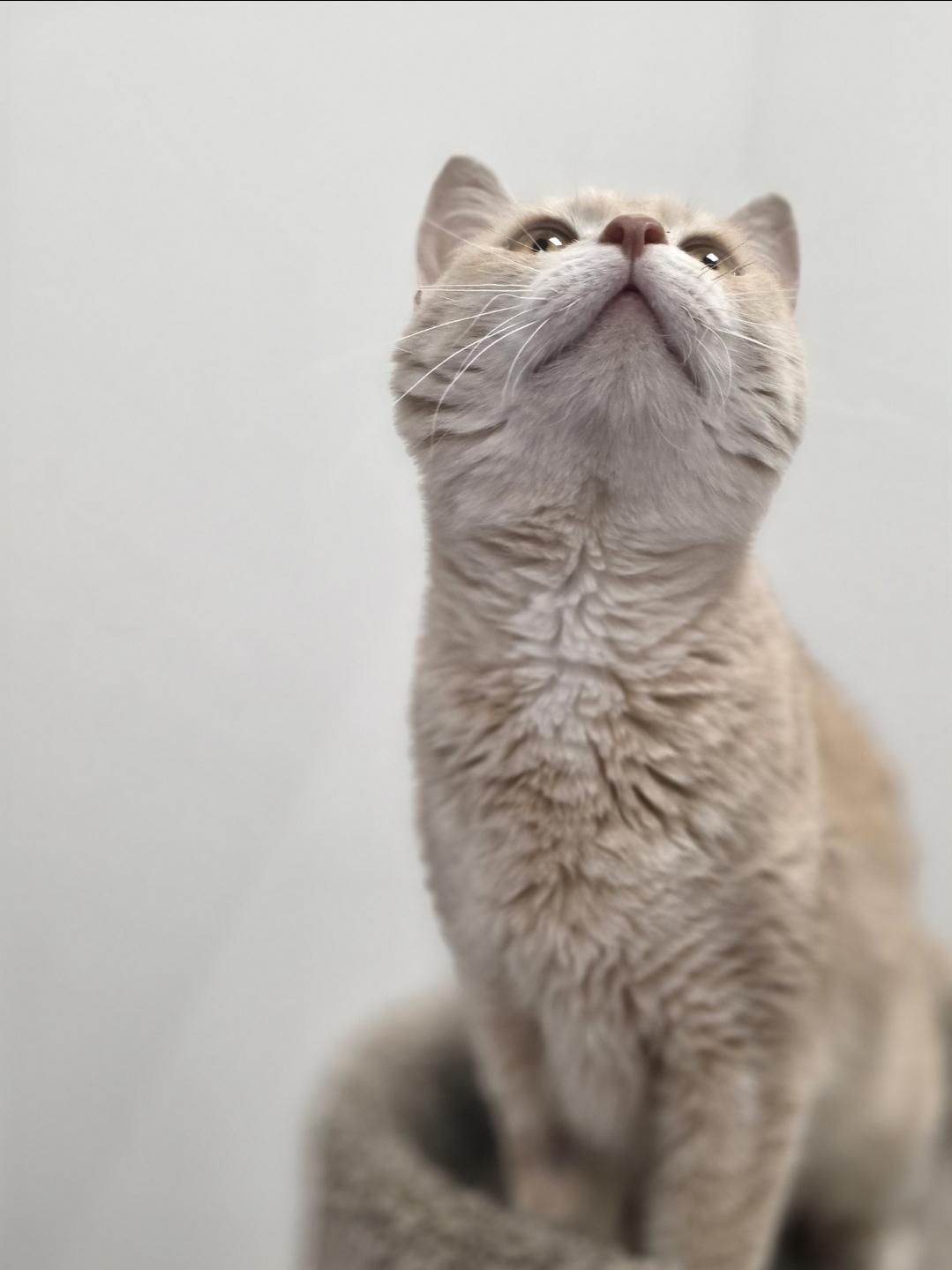 Enlarge Clementine, a Adoptable mixed breed in Cottage Grove, MN image 4/5