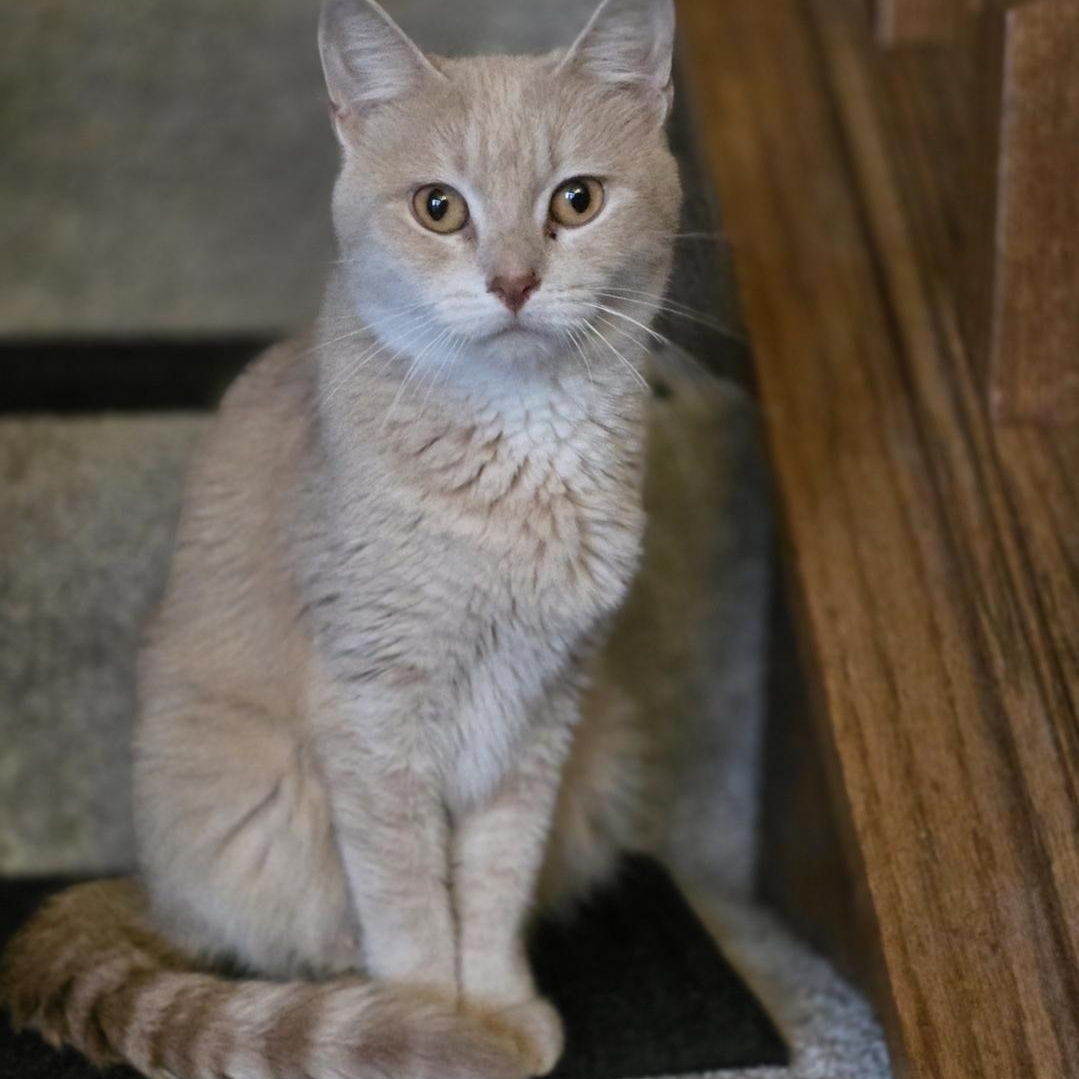 Enlarge Clementine, a Adoptable mixed breed in Cottage Grove, MN image 1/5