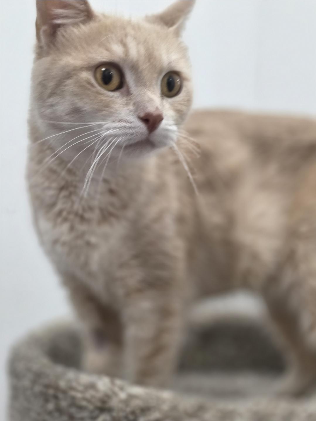 Enlarge Clementine, a Adoptable mixed breed in Cottage Grove, MN image 2/5