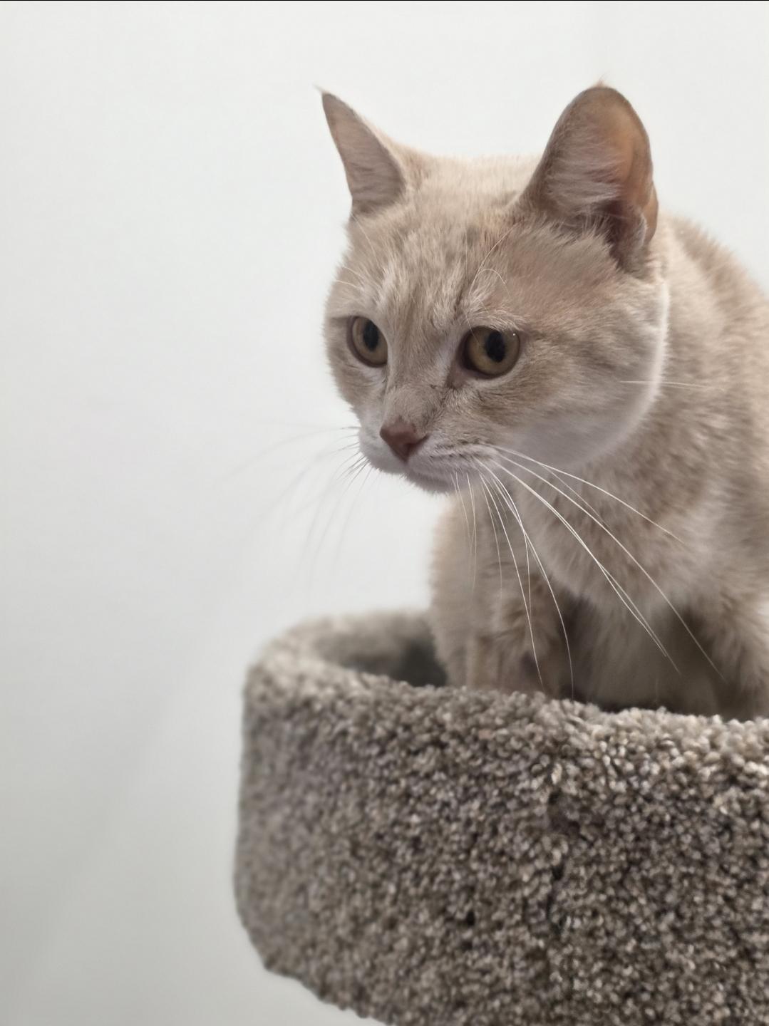 Enlarge Clementine, a Adoptable mixed breed in Cottage Grove, MN image 5/5