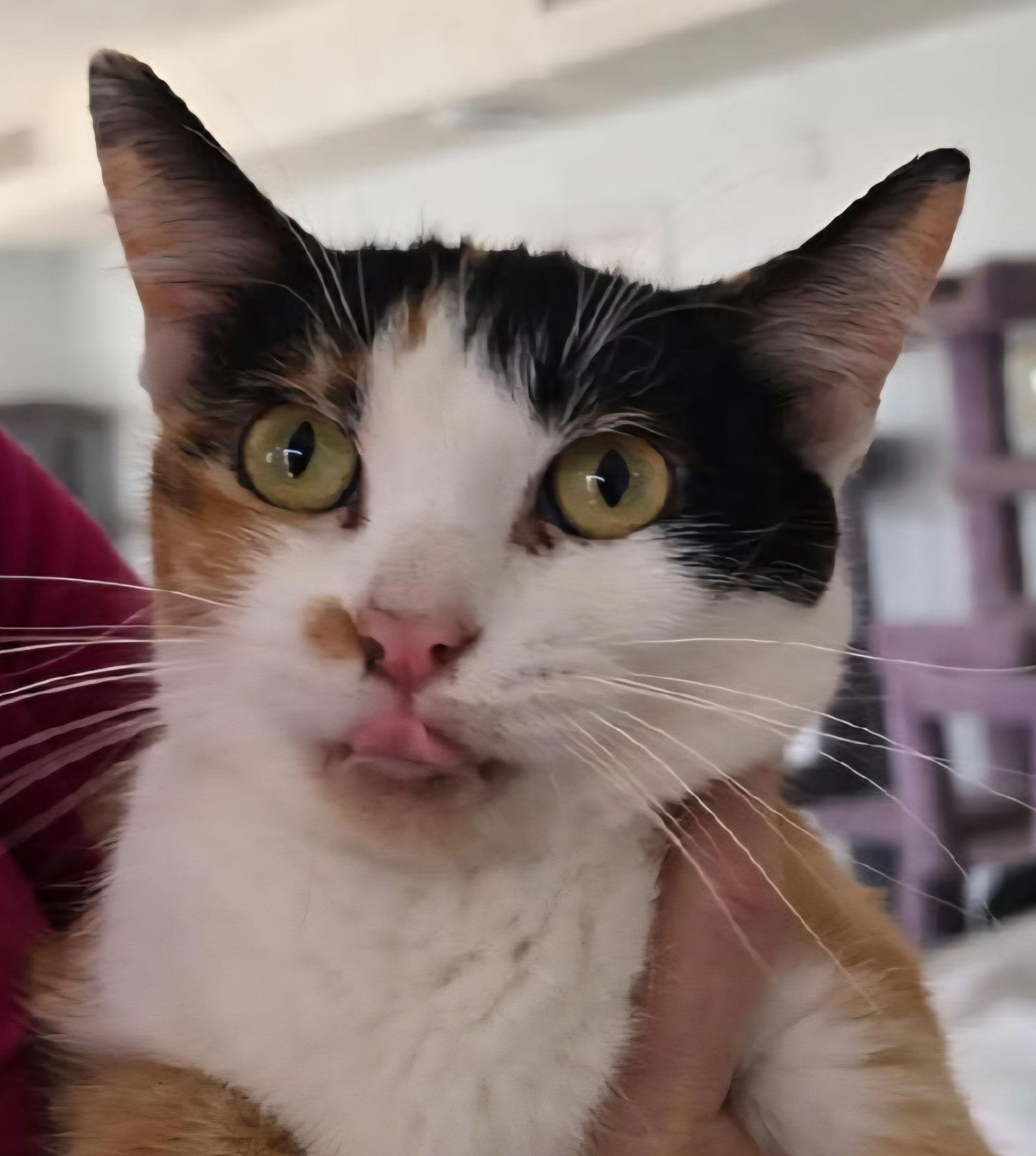 Enlarge China, a Adoptable Domestic Short Hair in Greenfield, IN image 1/3