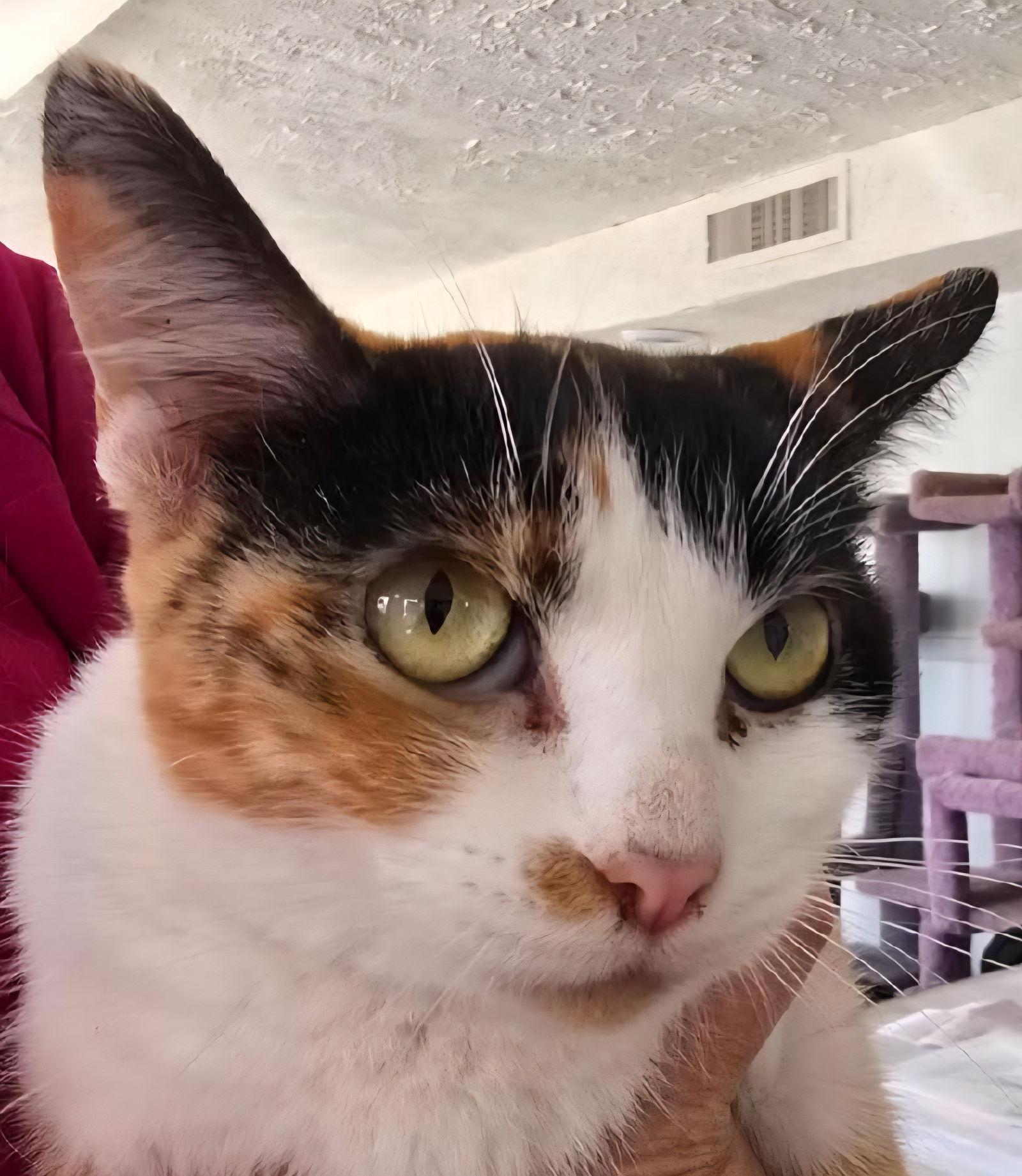 Enlarge China, a Adoptable Domestic Short Hair in Greenfield, IN image 2/3