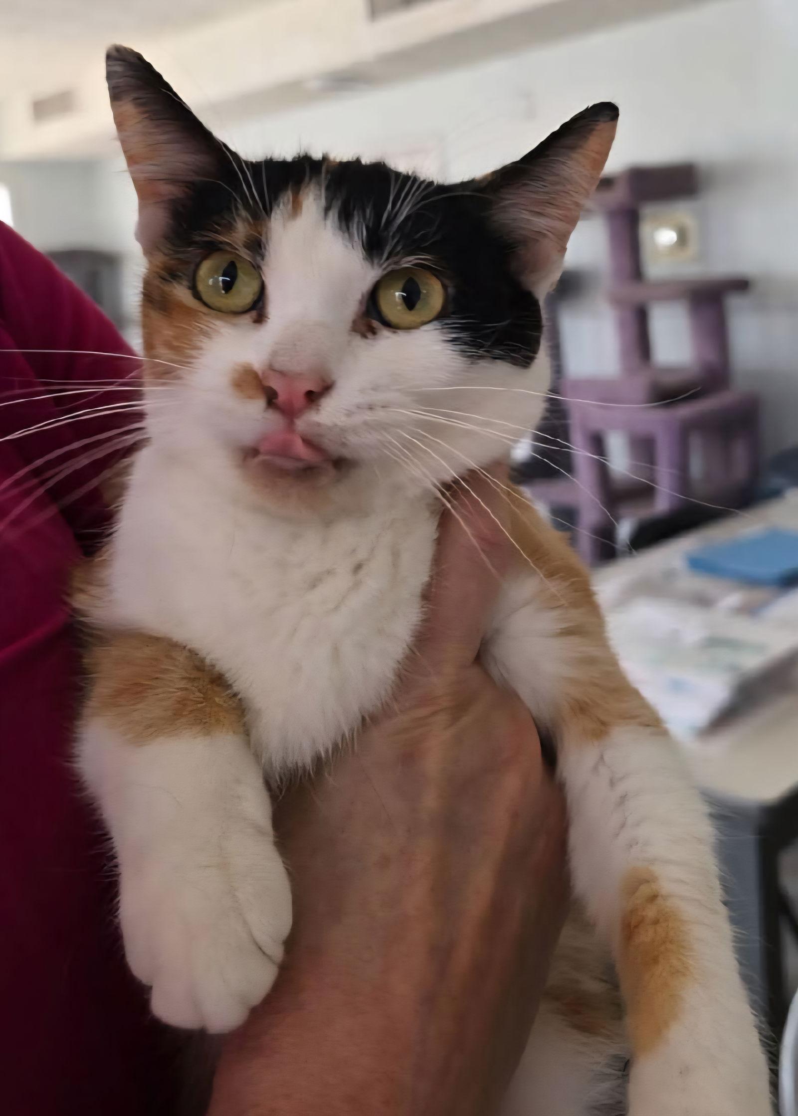 Enlarge China, a Adoptable Domestic Short Hair in Greenfield, IN image 3/3