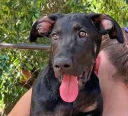 Bennett, ADOPTABLE, Puppy Male Shepherd & Border Collie.