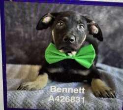 Bennett, Bacon, and Bourbon, a ADOPTABLE mixed breed in Sudbury, MA image 6/6