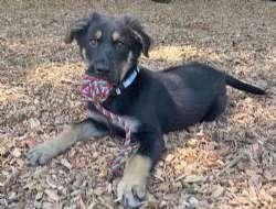 Bennett, Bacon, and Bourbon, a ADOPTABLE mixed breed in Sudbury, MA image 2/6