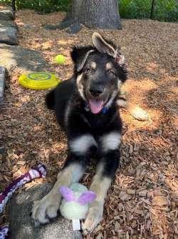 Bennett, Bacon, and Bourbon, a ADOPTABLE mixed breed in Sudbury, MA image 3/6