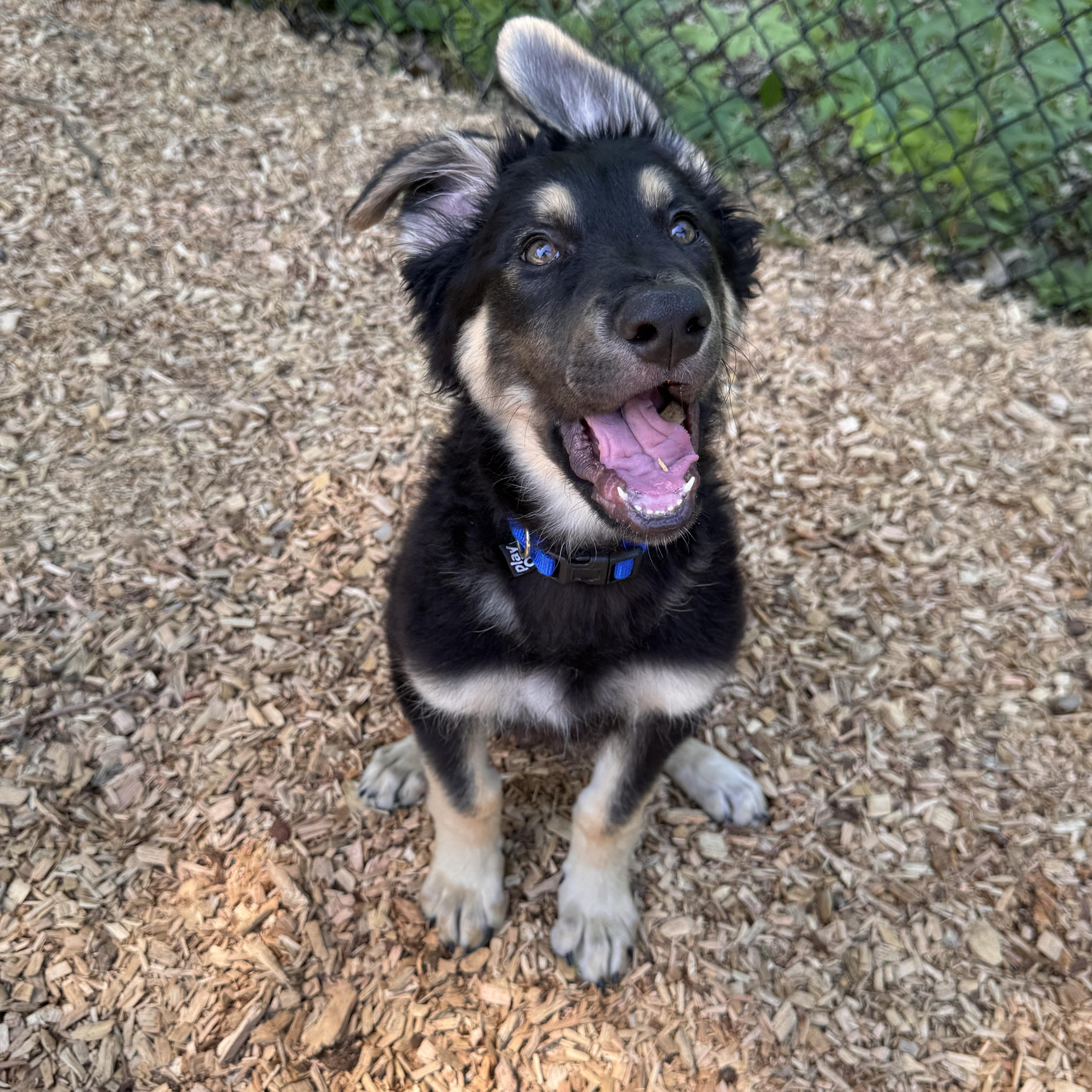 Bennett, Bacon, and Bourbon, a ADOPTABLE mixed breed in Sudbury, MA image 1/6