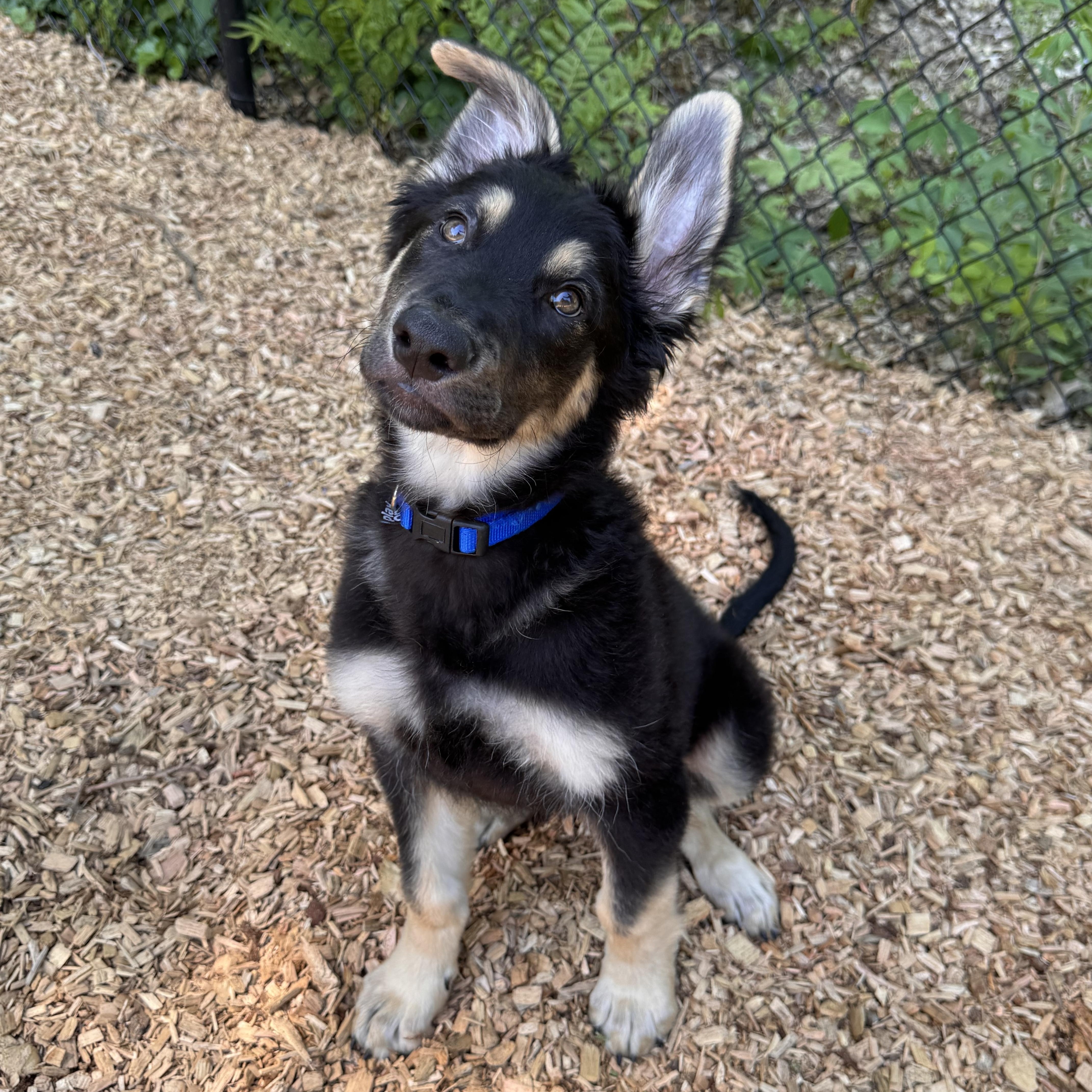 Bennett, Bacon, and Bourbon, a ADOPTABLE mixed breed in Sudbury, MA image 4/6