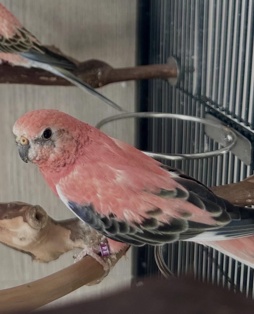 Enlarge Maraschino & Sundae, a Adoptable Parrot (Other) in Andover, CT image 6/6