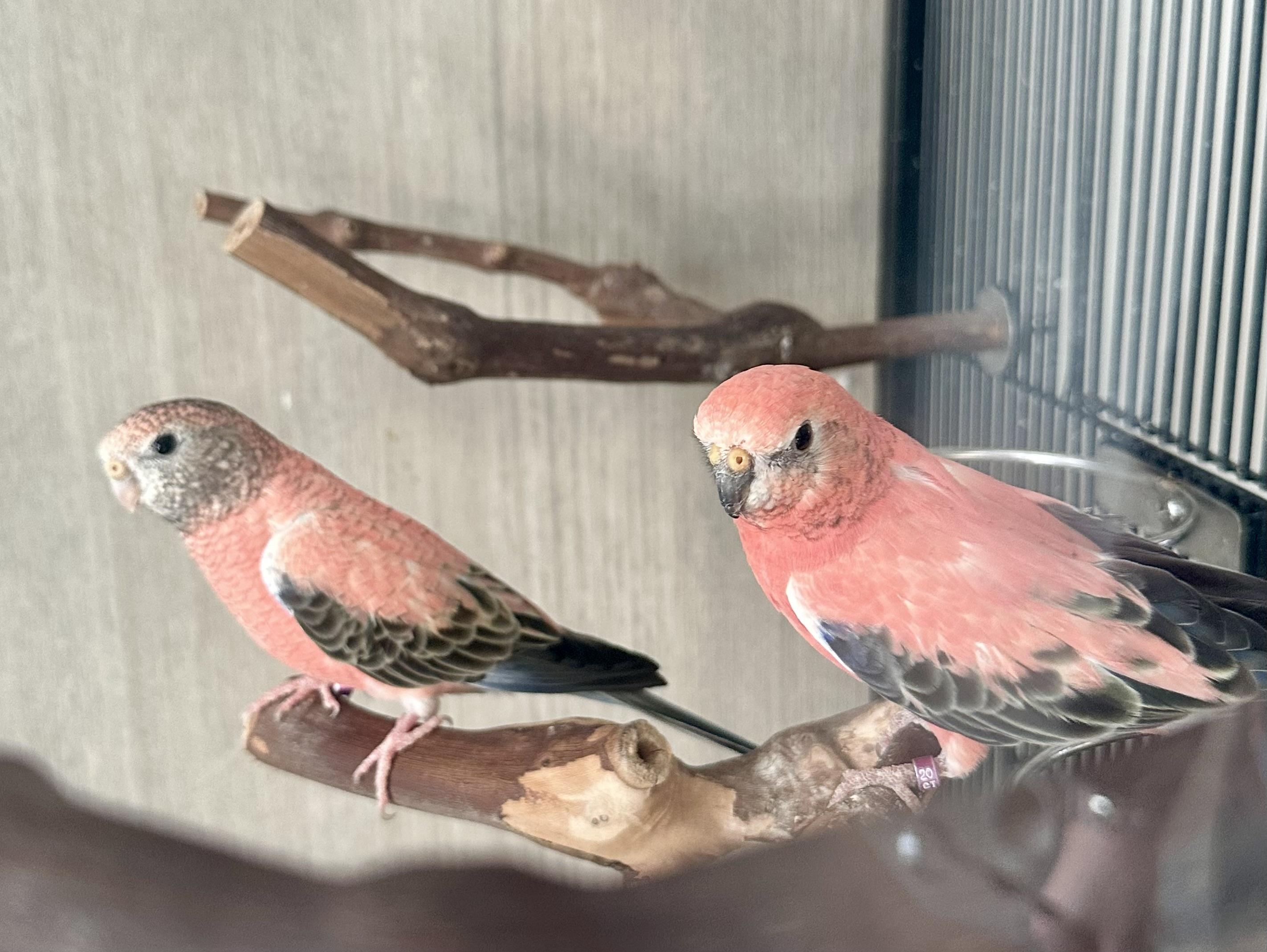 Enlarge Maraschino & Sundae, a Adoptable Parrot (Other) in Andover, CT image 5/6