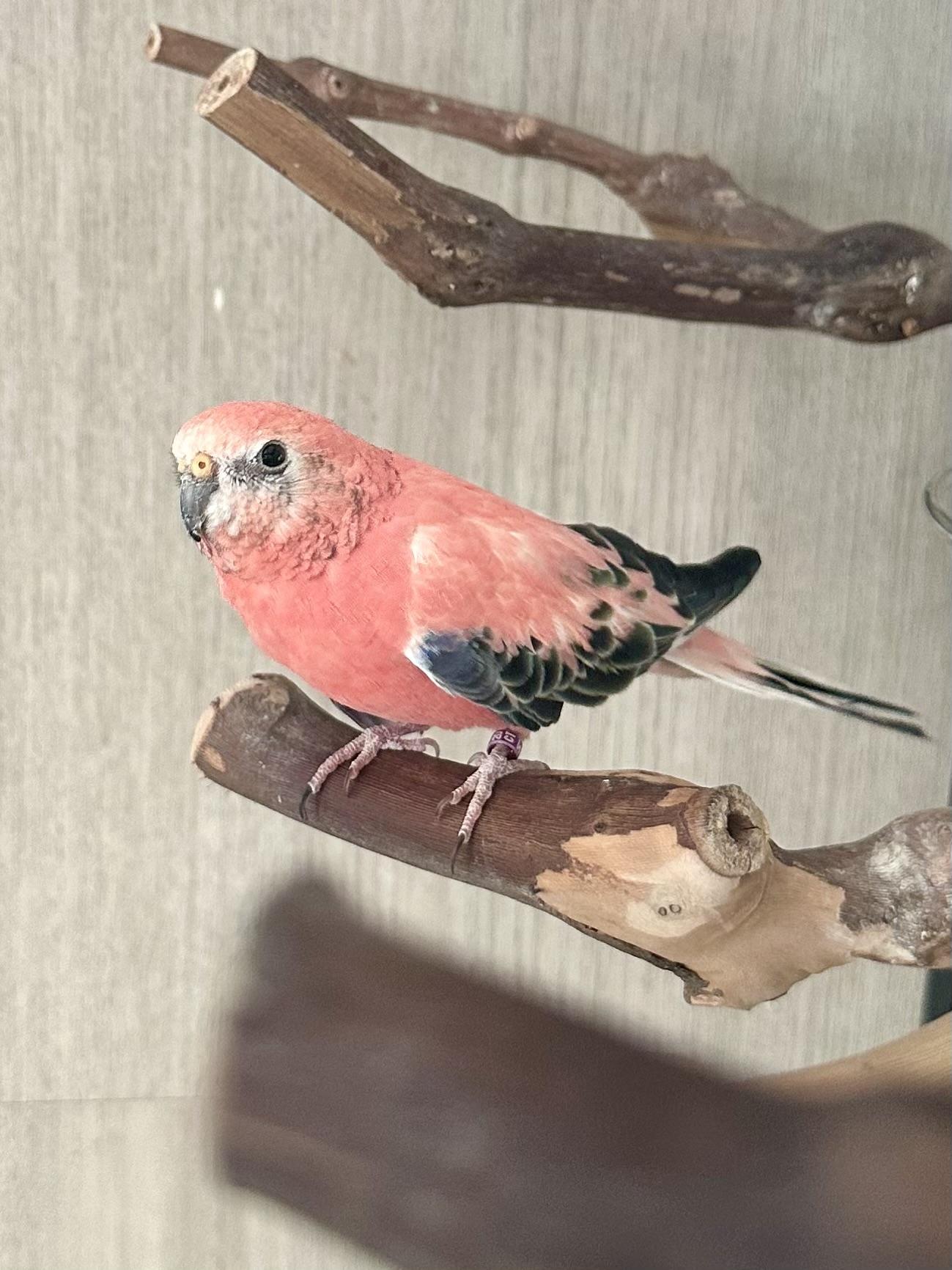 Enlarge Maraschino & Sundae, a Adoptable Parrot (Other) in Andover, CT image 1/6