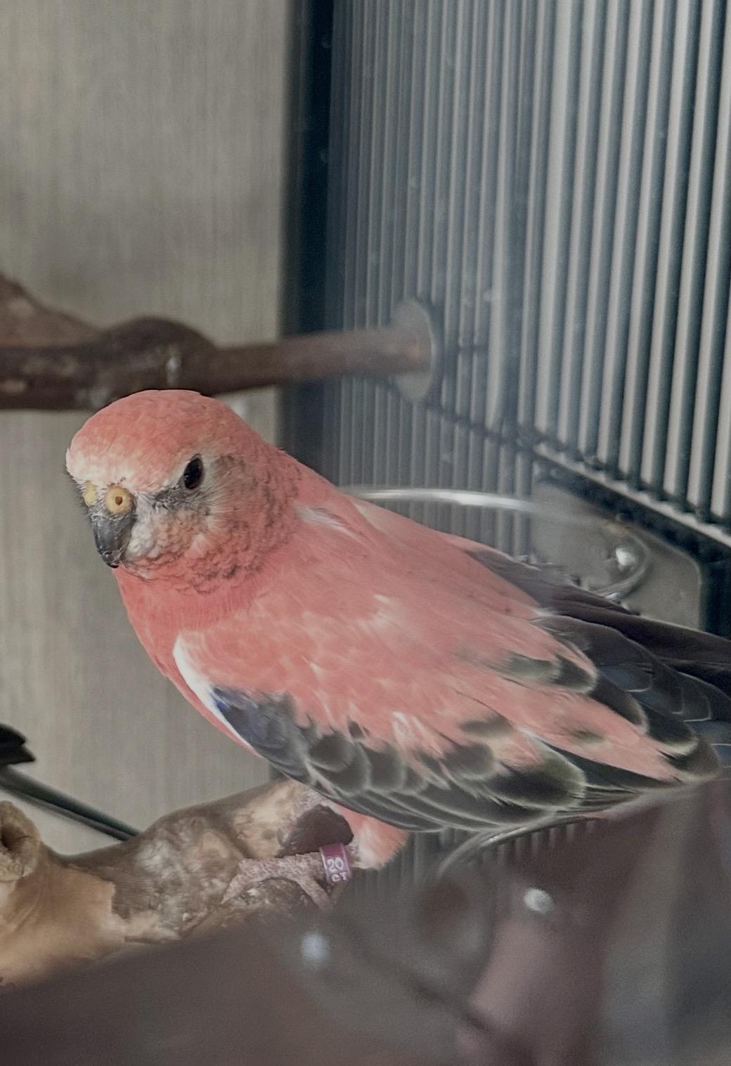 Enlarge Maraschino & Sundae, a Adoptable Parrot (Other) in Andover, CT image 4/6