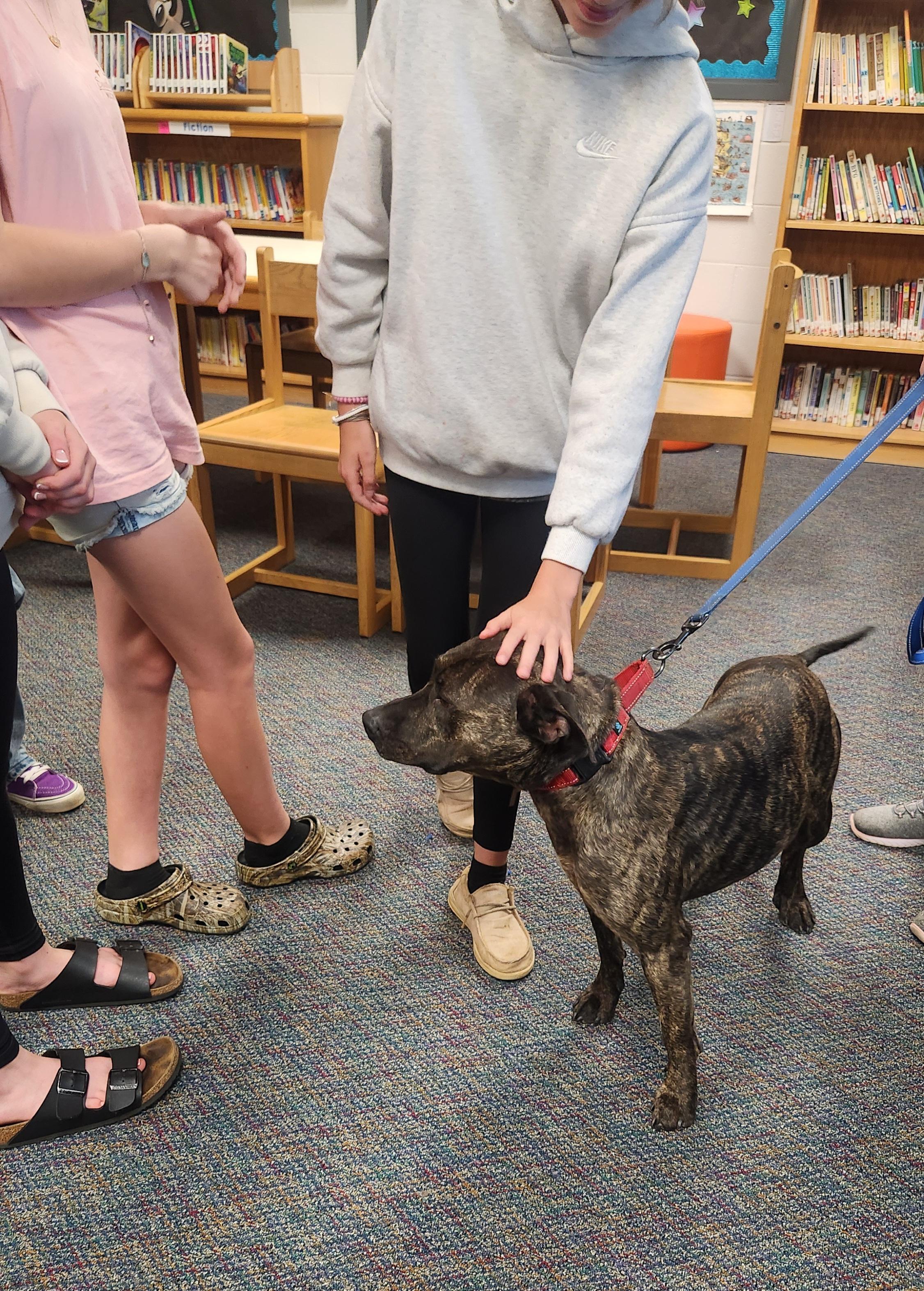 Tyson, a Adoptable mixed breed in Amherst, VA image 3/5