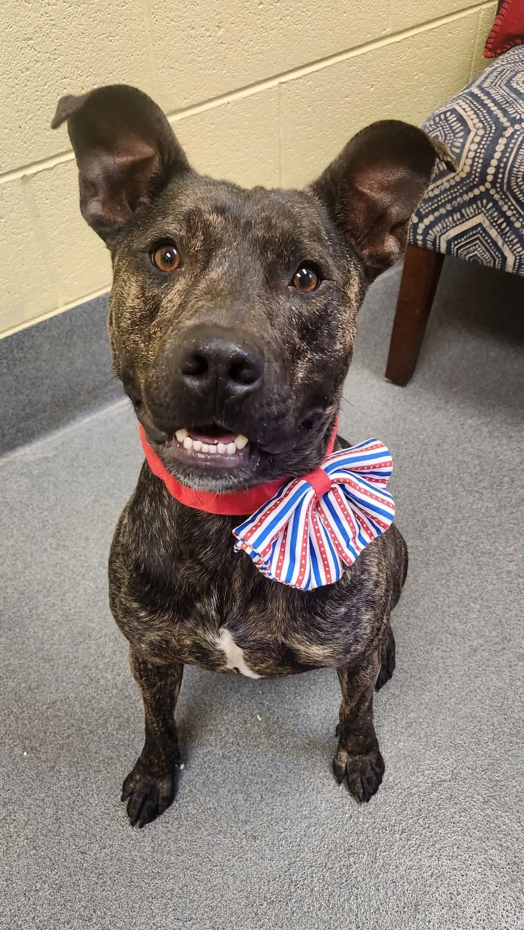 Tyson, a Adoptable mixed breed in Amherst, VA image 4/5