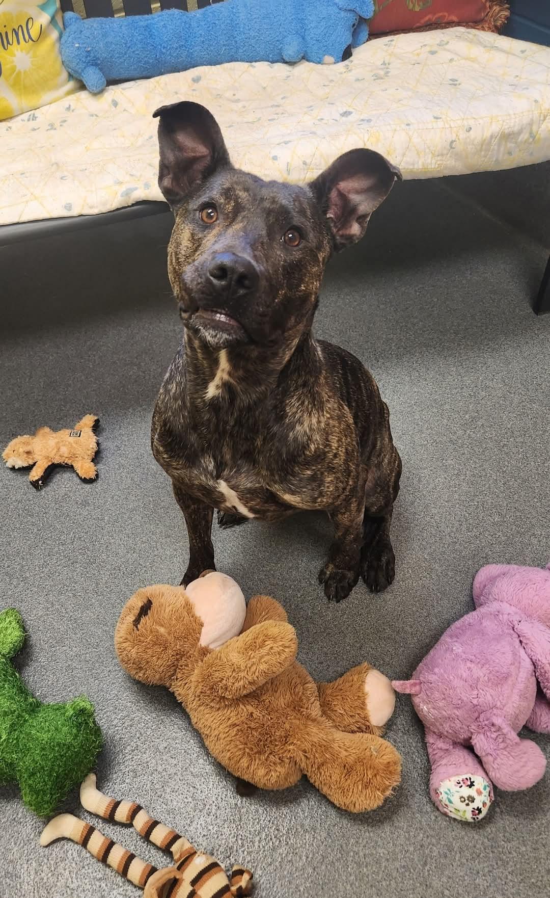 Tyson, Adoptable, Adult Male Belgian Shepherd / Malinois.