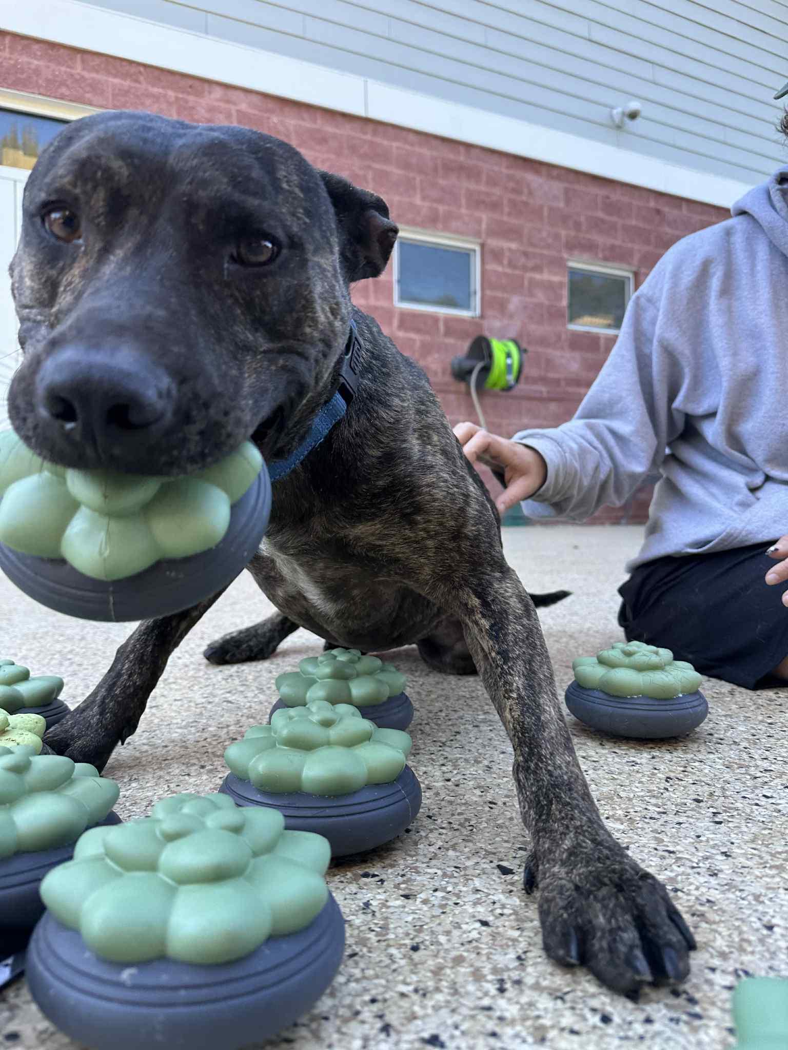 Tyson, a Adoptable mixed breed in Amherst, VA image 2/5