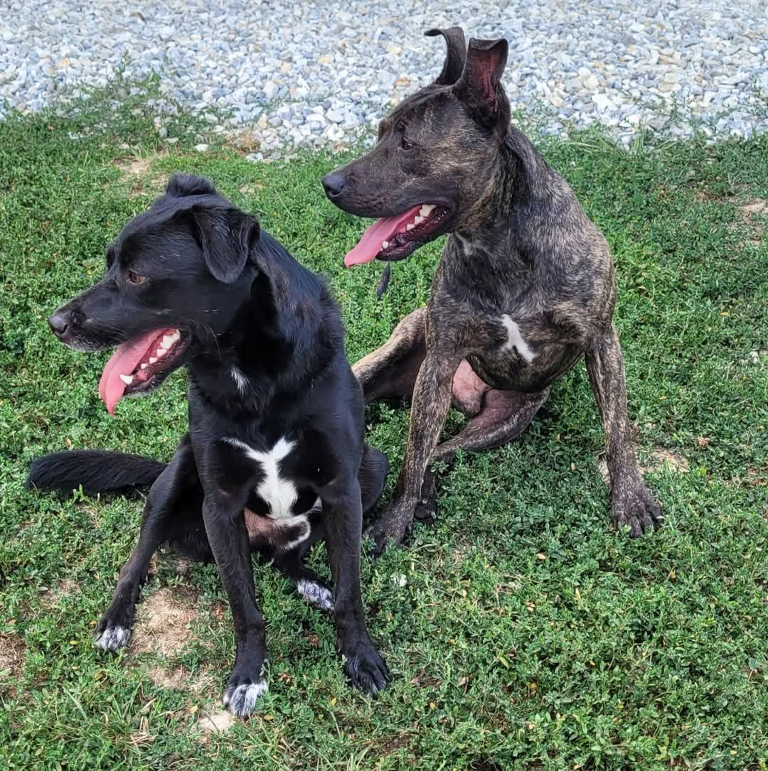 Tyson, Adoptable, Adult Male Belgian Shepherd / Malinois.