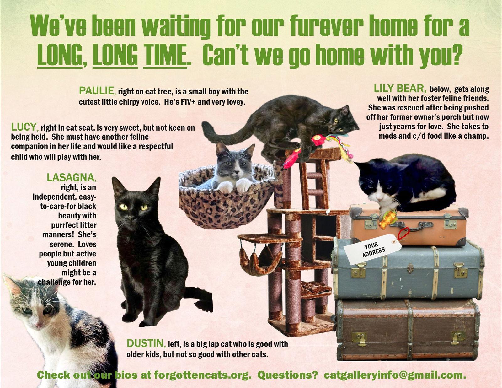 Longer Timers Part 2: Female & Male, Adoptable, Adult Female Domestic Short Hair.