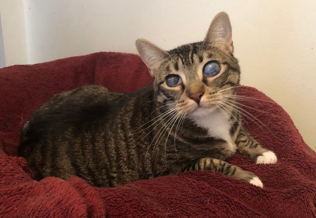 Enlarge Grace, a Adoptable Domestic Short Hair in Midway City, CA image 4/6