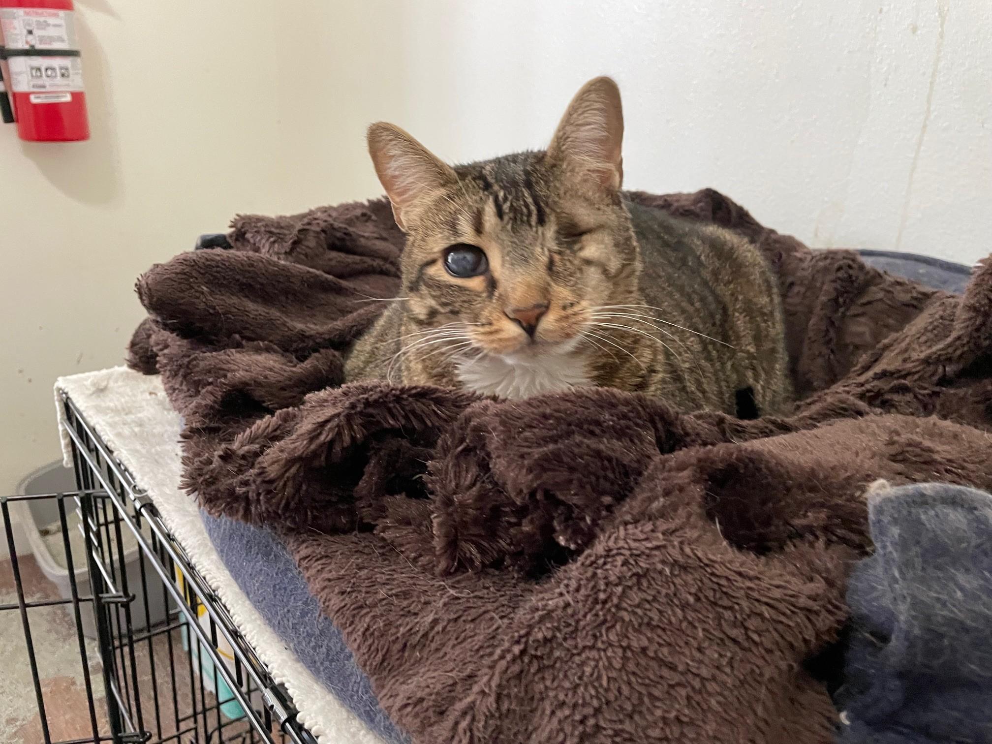 Enlarge Grace, a Adoptable Domestic Short Hair in Midway City, CA image 3/6