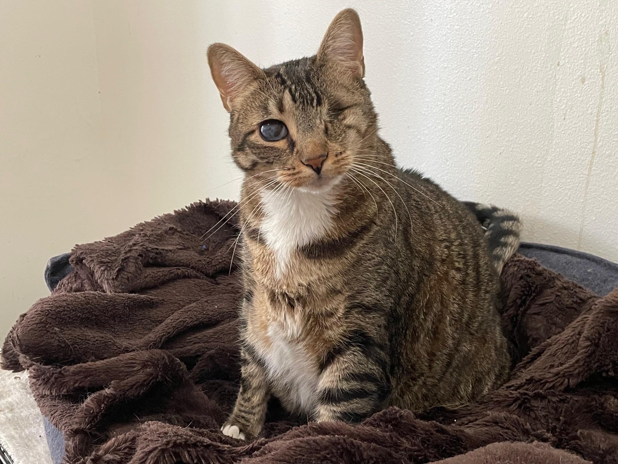 Enlarge Grace, a Adoptable Domestic Short Hair in Midway City, CA image 1/6