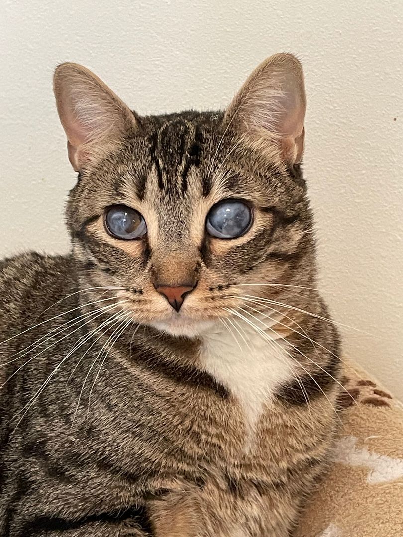 Enlarge Grace, a Adoptable Domestic Short Hair in Midway City, CA image 5/6