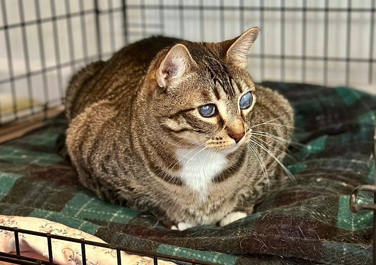 Enlarge Grace, a Adoptable Domestic Short Hair in Midway City, CA image 6/6