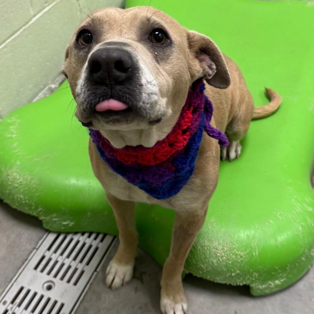 Fiona, Adoptable, Adult Female Mixed Breed.