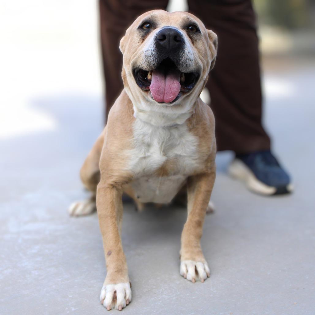 Enlarge Fiona, a Adoptable Mixed Breed in Las Cruces, NM image 2/6