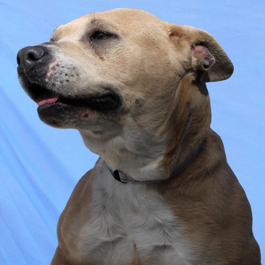 Enlarge Fiona, a Adoptable Mixed Breed in Las Cruces, NM image 3/6