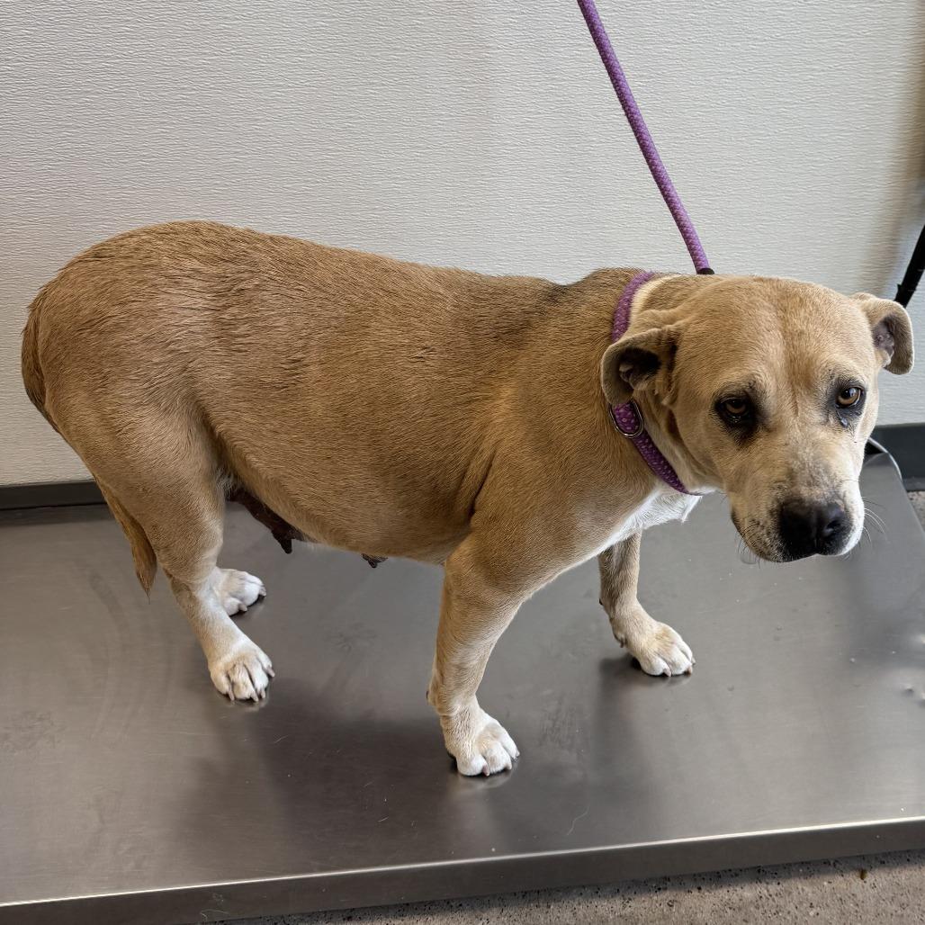 Enlarge Fiona, a Adoptable Mixed Breed in Las Cruces, NM image 4/6